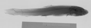 Media type: image;   Ichthyology 91362 Aspect: xray